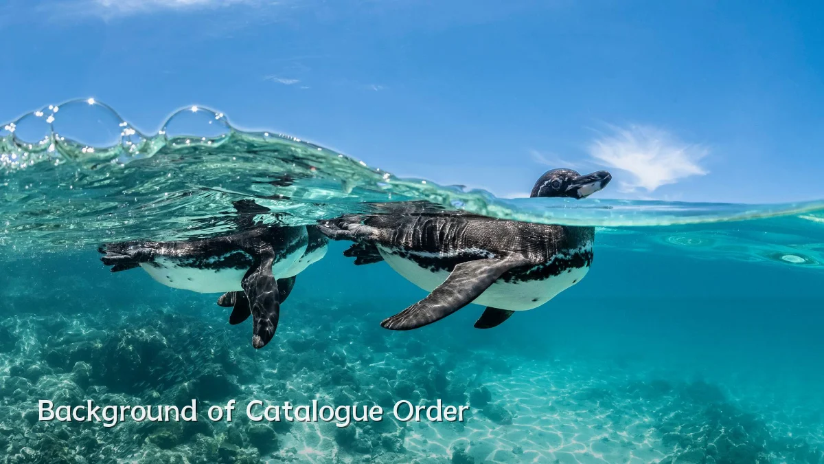 Background of Catalogue Order