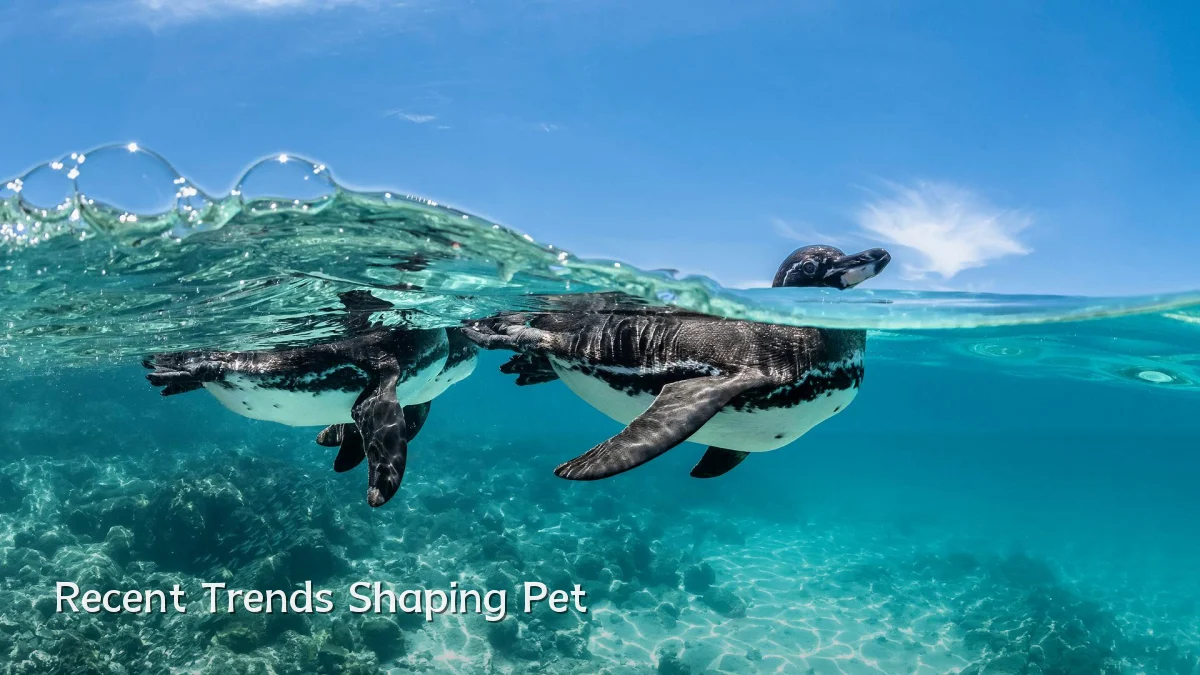 Recent Trends Shaping Pet